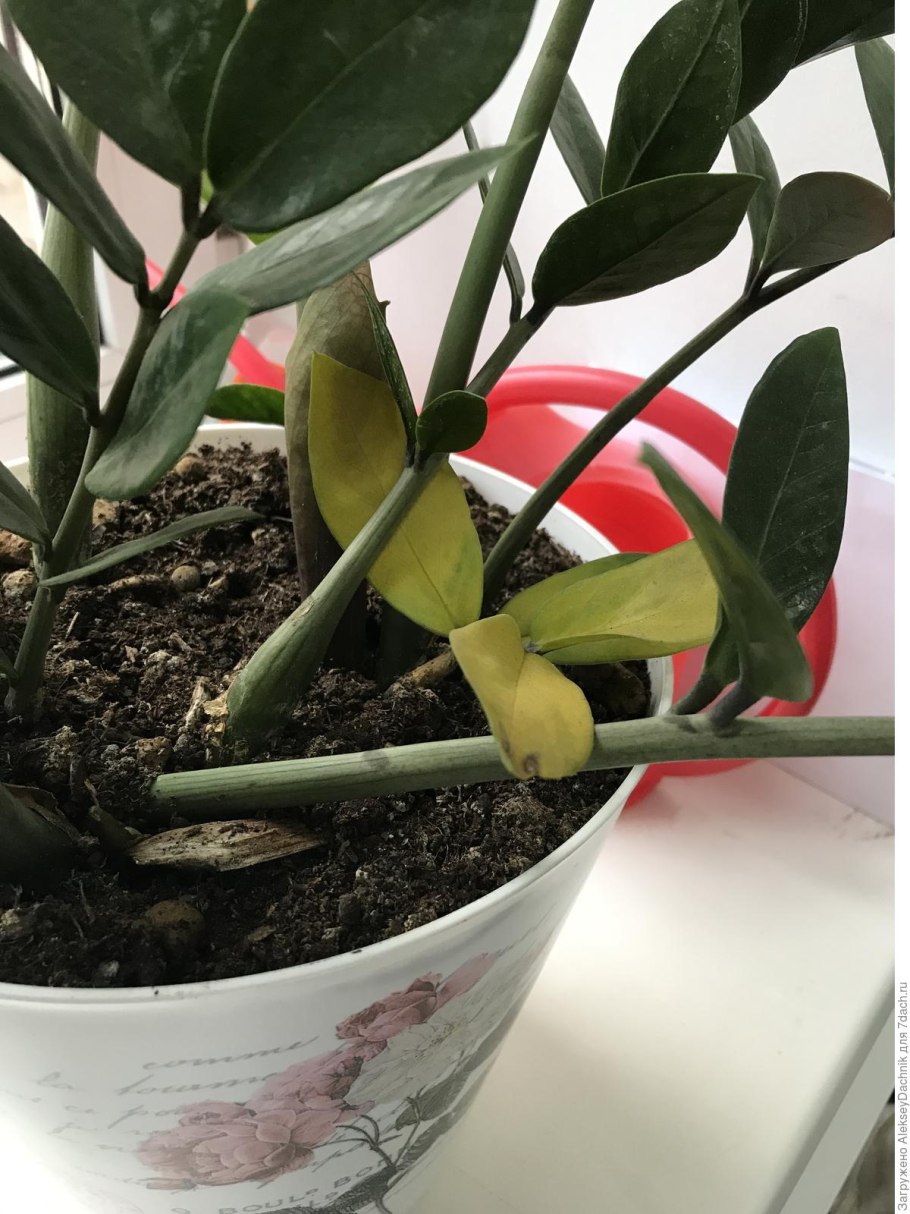 Замиокулькас желтеют листья