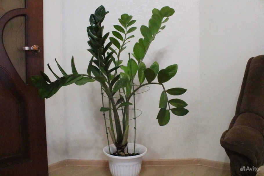 Замиокулькас с круглыми листьями