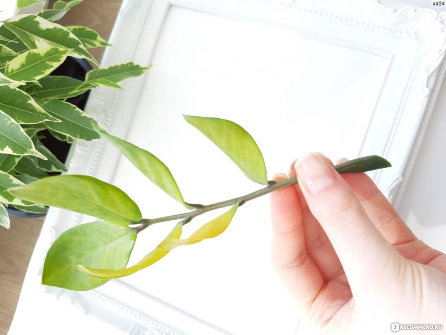 Замиокулькас желтеют листья