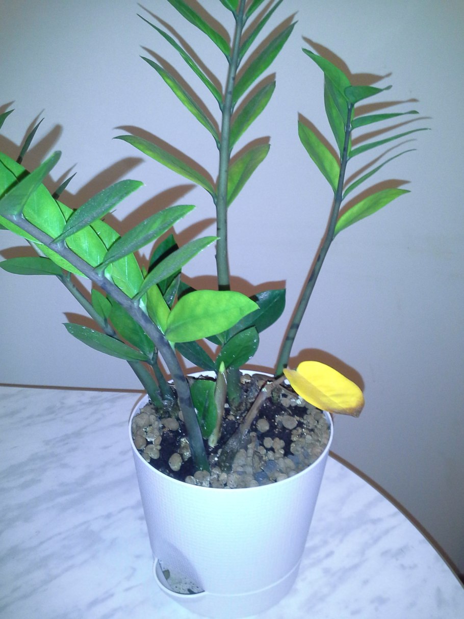 Замиокулькас усадьба Багиры