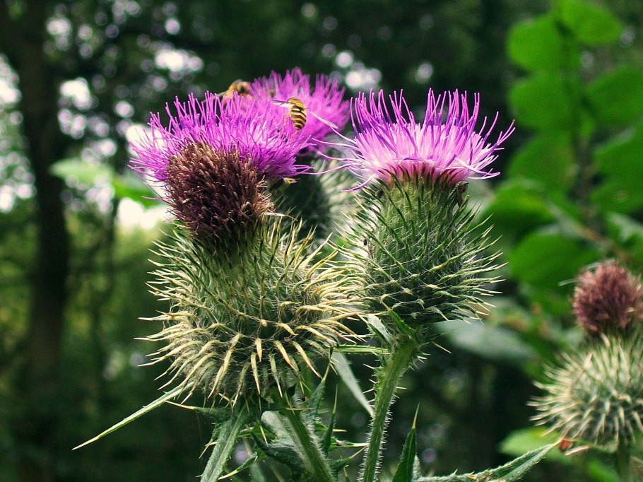 Расторопша молочный чертополох