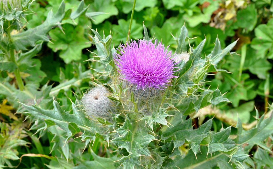 Татарник бутон