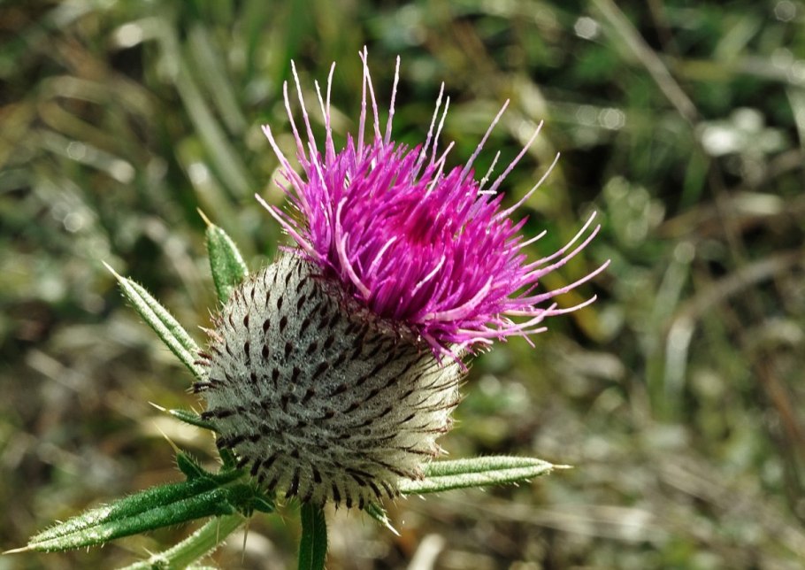 Татарник чертополох
