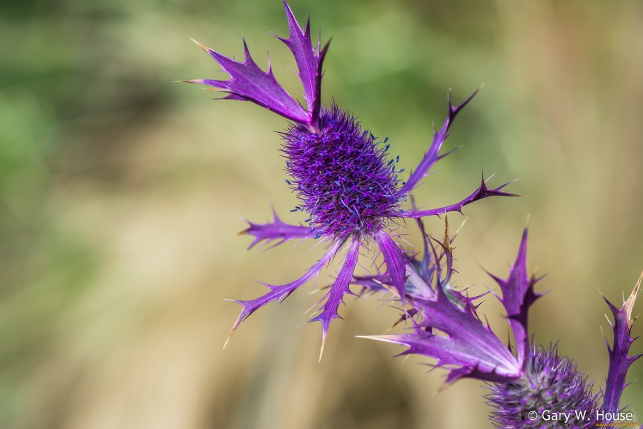 Чертополох декоративный