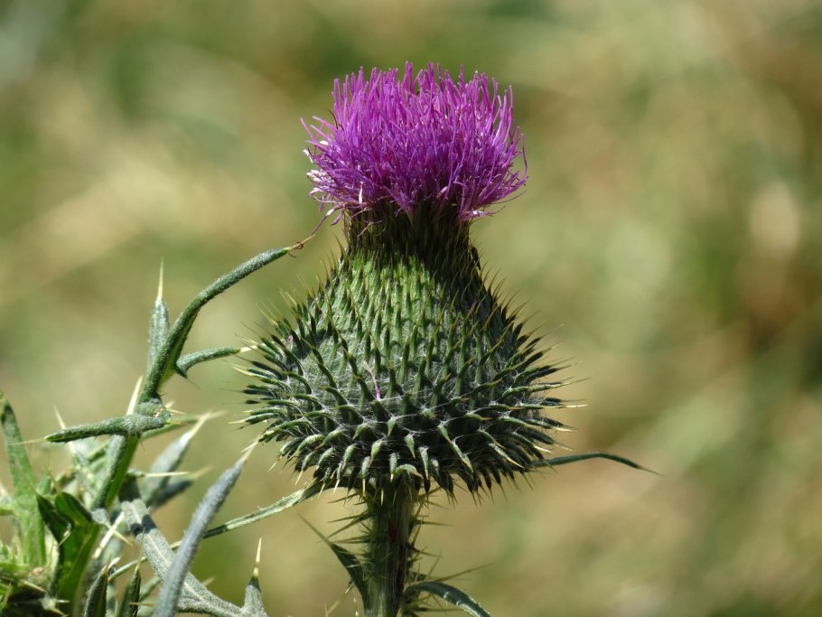 Чертополох сизоватый