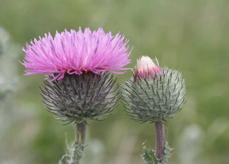 Чертополох Дальневосточный