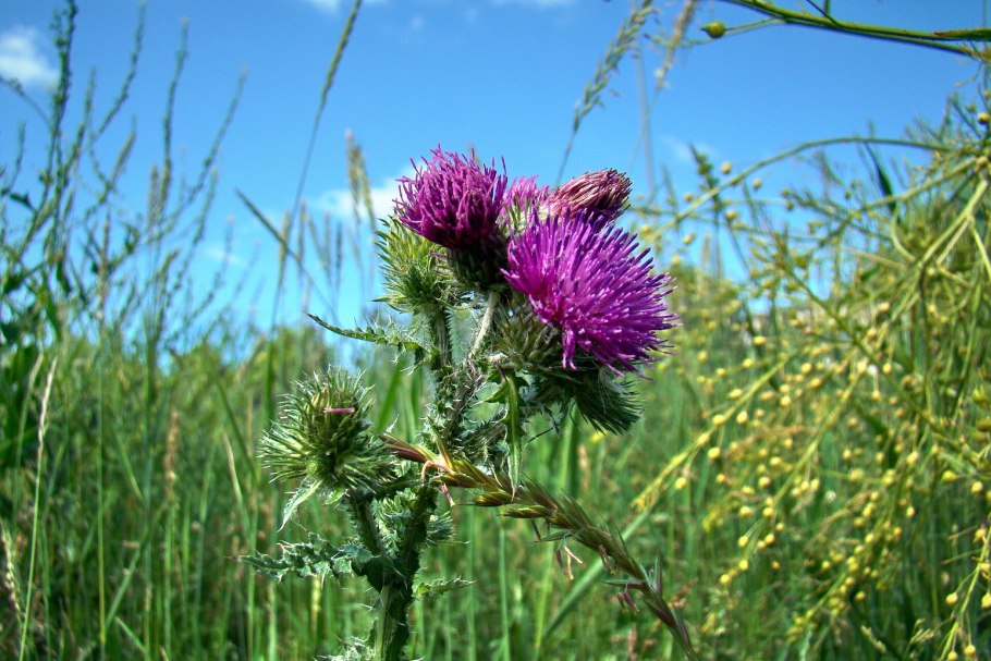 Расторопша чертополох татарник