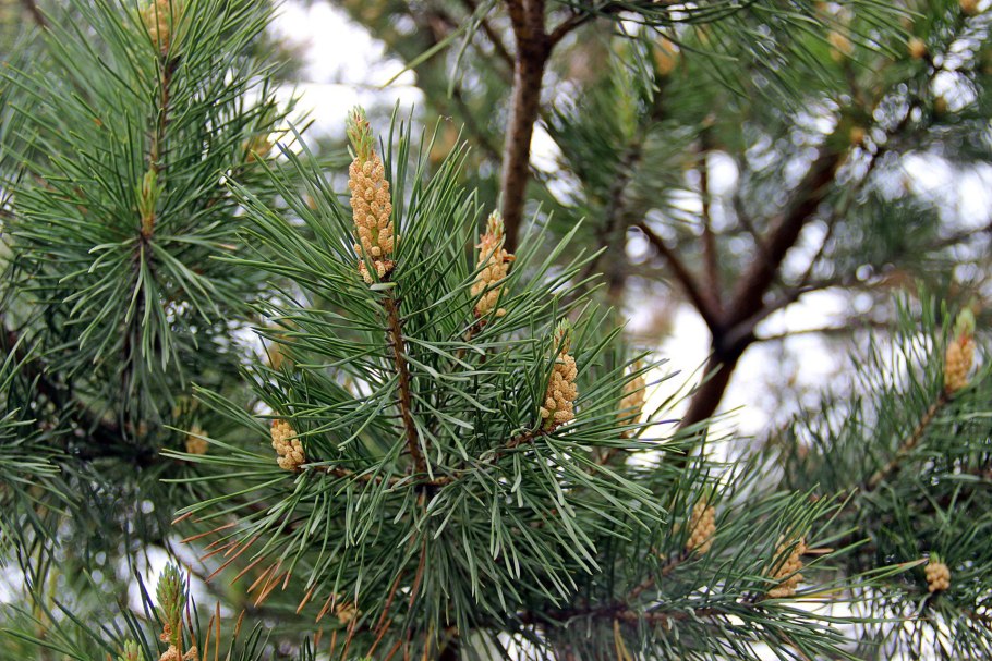 Tsuga early Cones