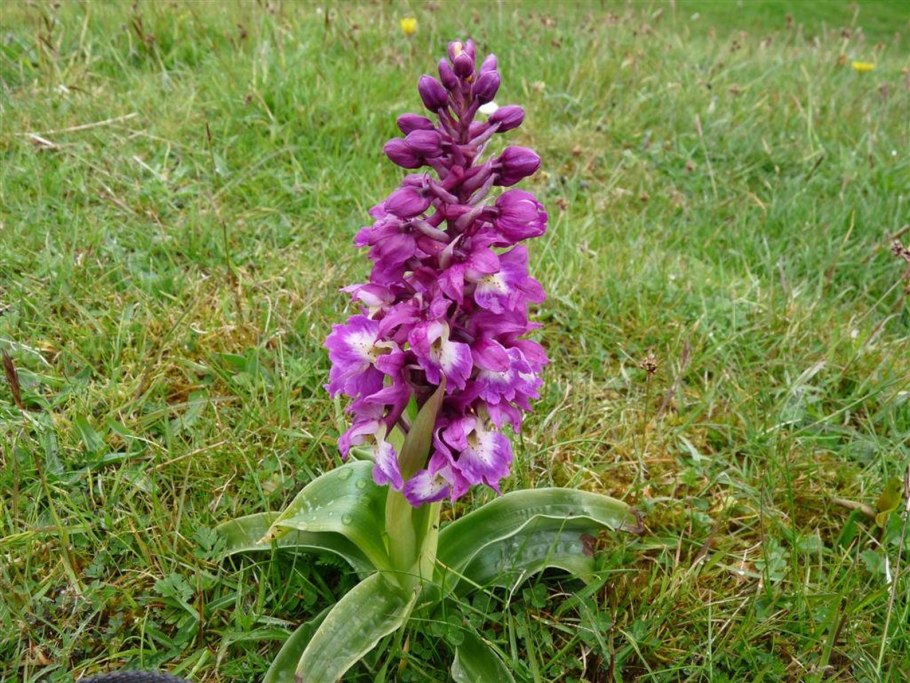 Ятрышник мужской Orchis mascula