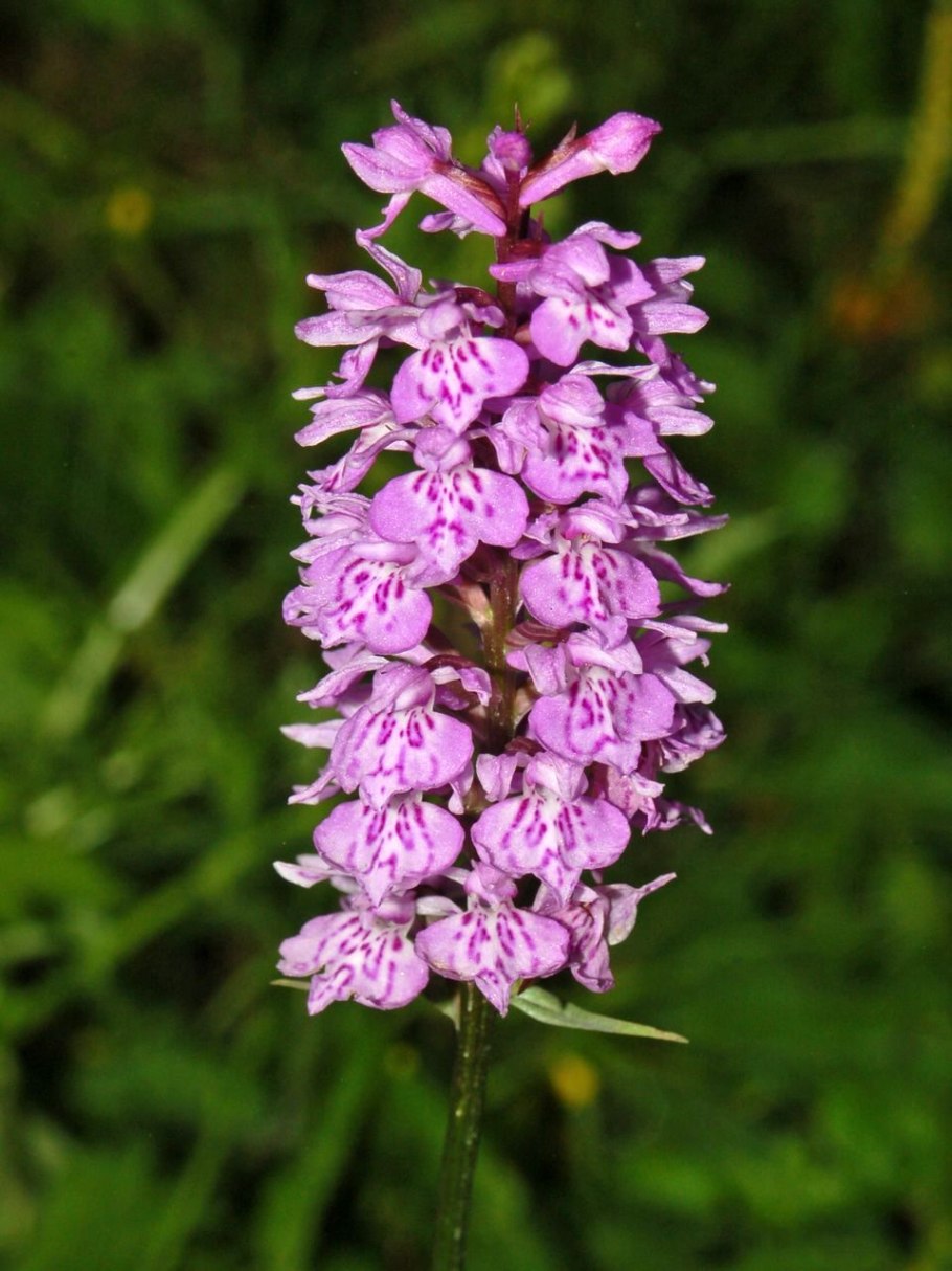 Ятрышник шлемоносный (Orchis militaris),