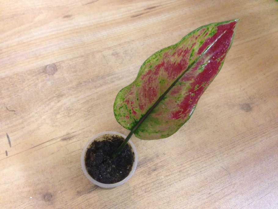Аглаонема черенок