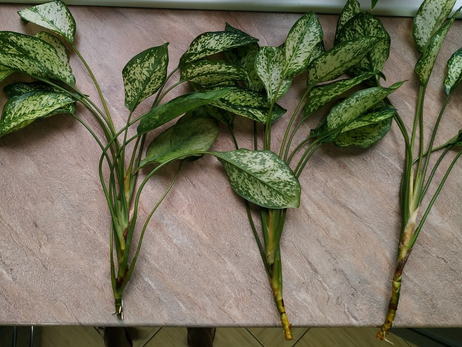 Аглаонема Люмина