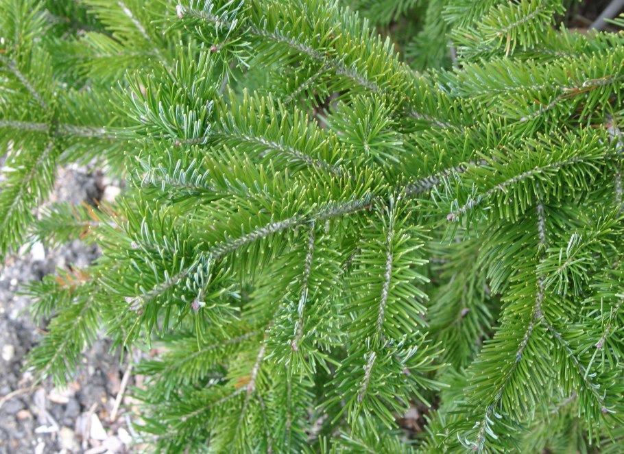 Сибирская пихта веточка