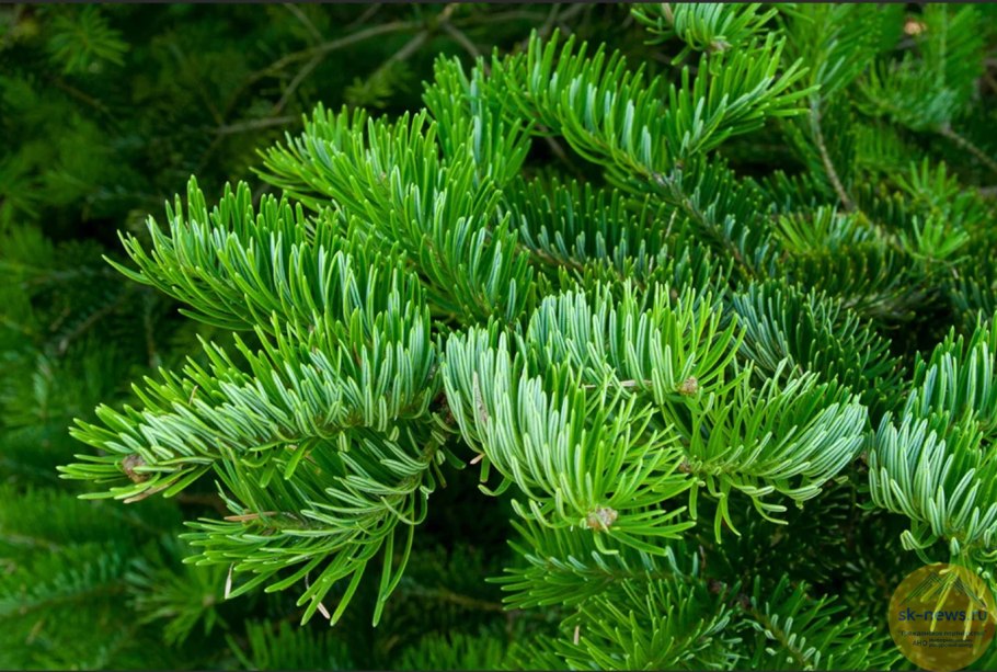 Пихта Scherenbach