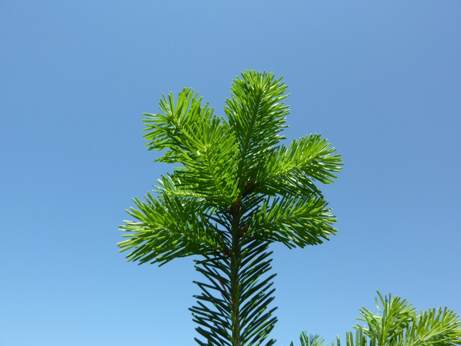 Пихта Нордмана ветки