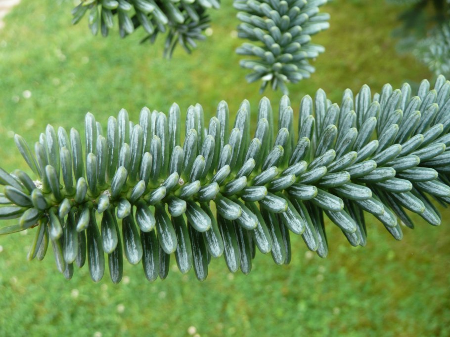 Пихта Сибирская (Abies sibirica l.)