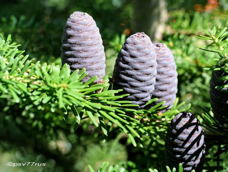 Пихта белая европейская (гребенчатая) - Abies Alba