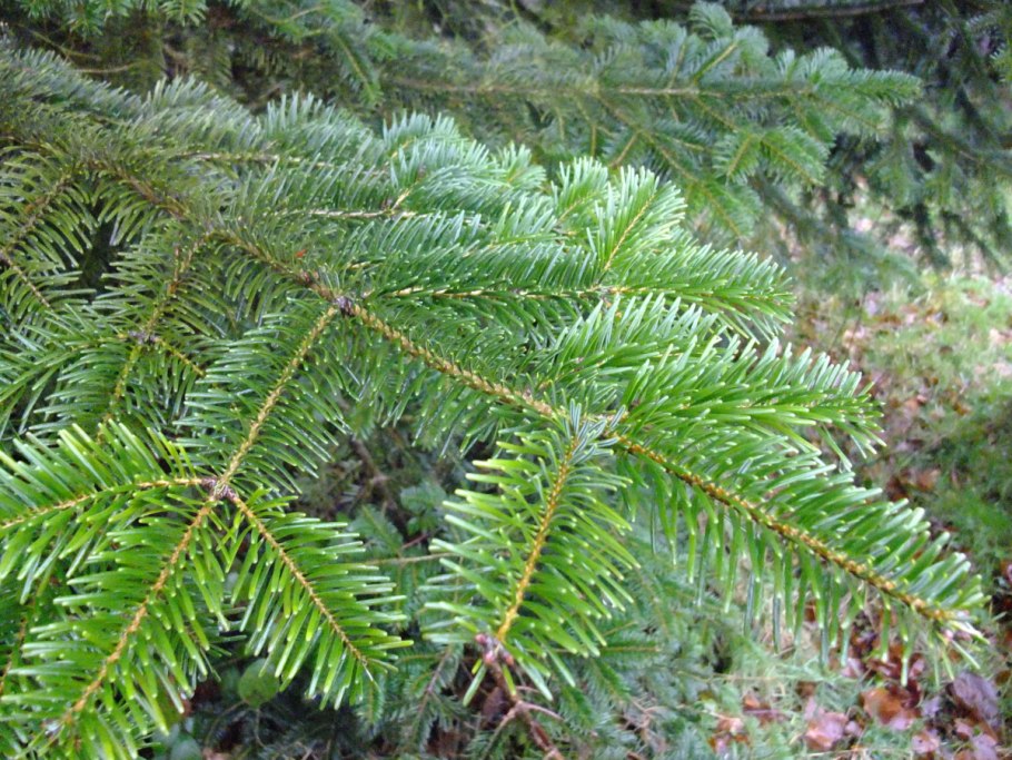 Голосеменная пихта Сибирская