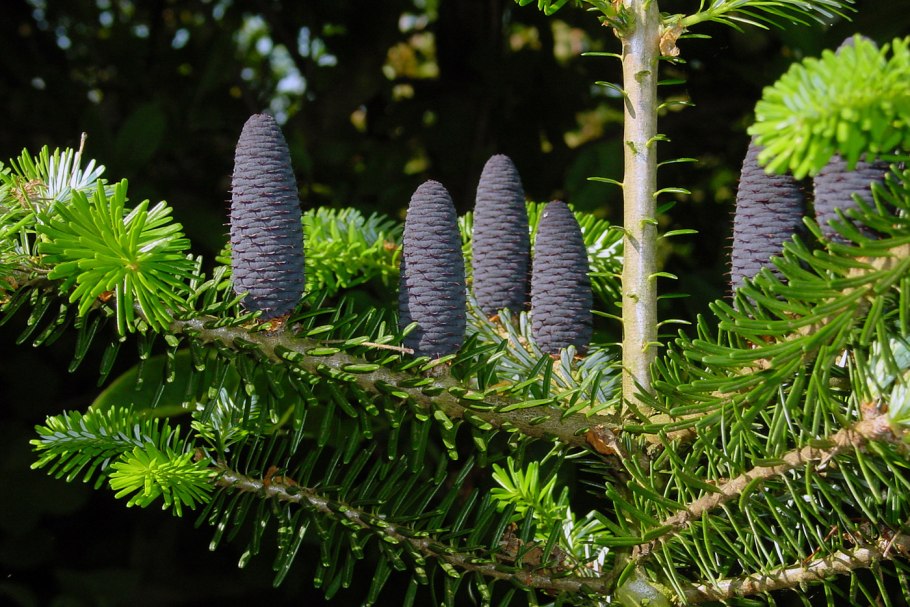 Abies Alba хвоя