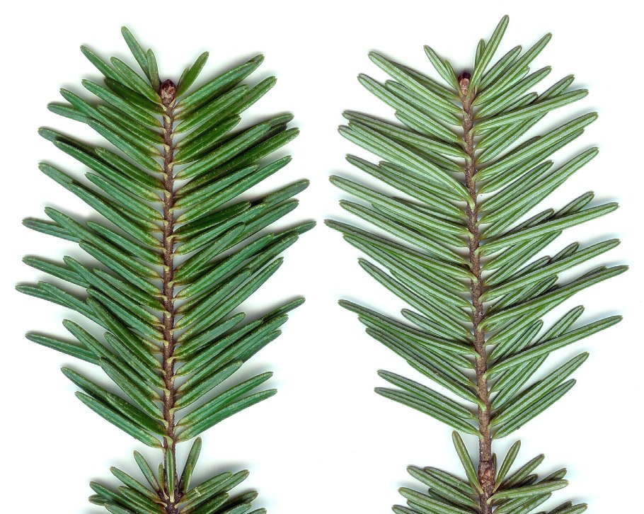 Пихта Сибирская хвоинки