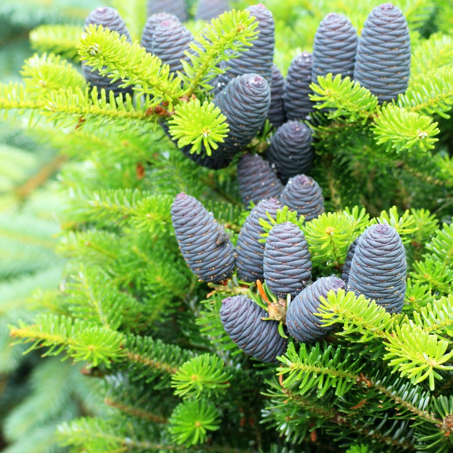 Пихта Сибирская плоды