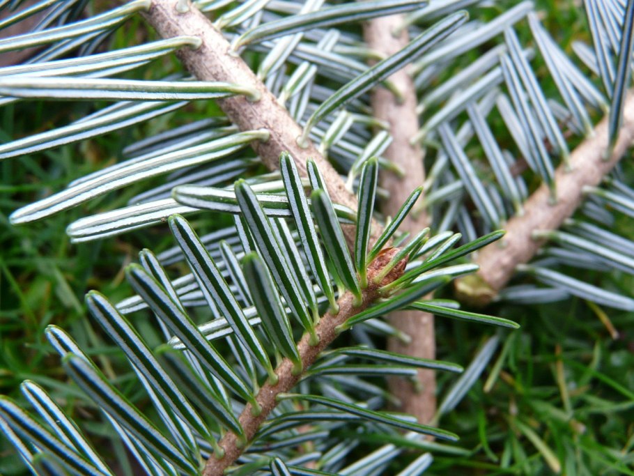 Abies nordmanniana Needles