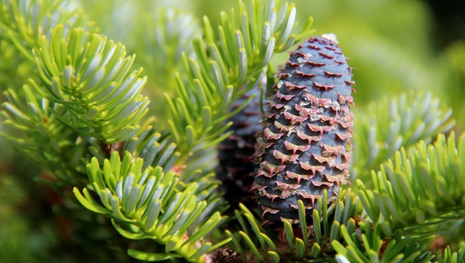 Фото на рабочий стол шишки