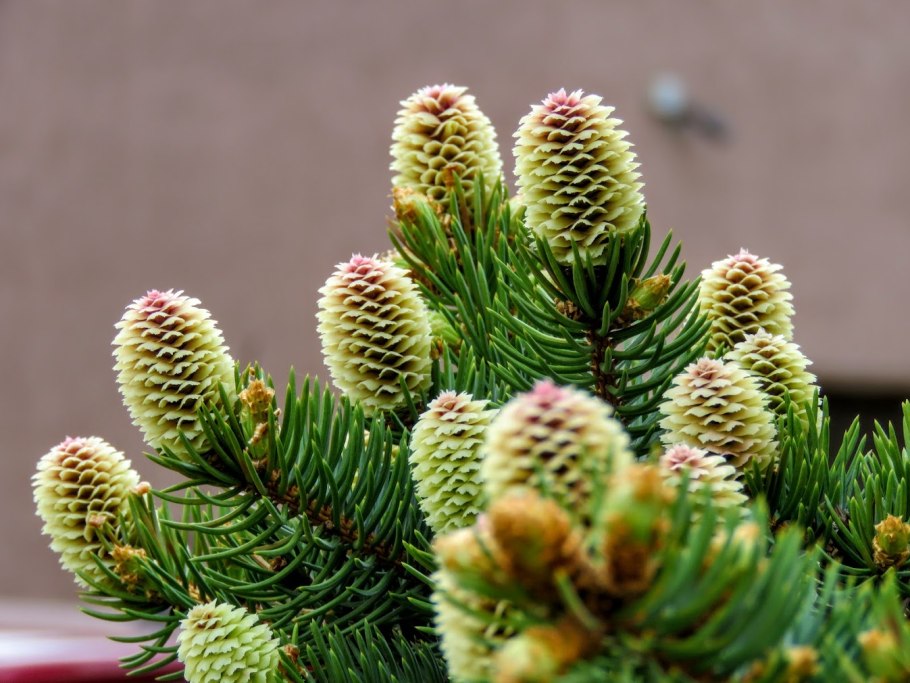 Иголки хвоинки пихты