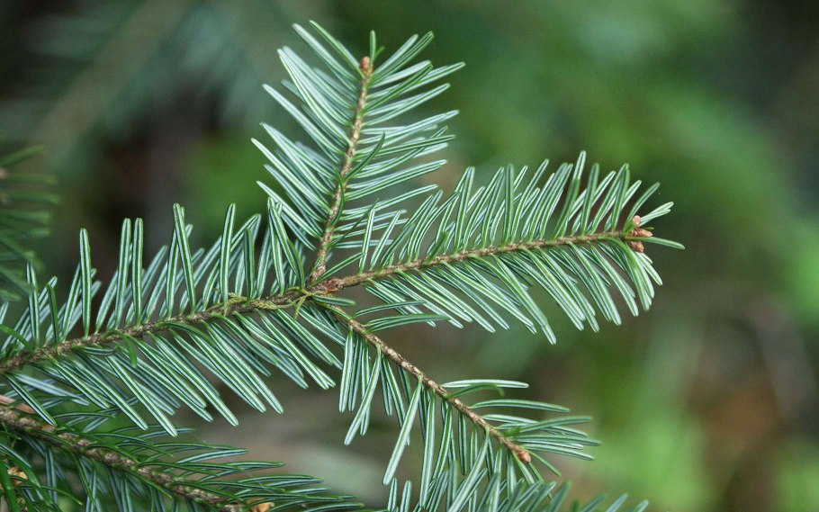 Ель обыкновенная крона