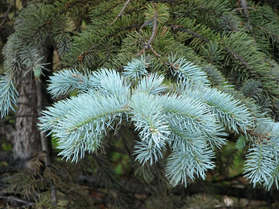Ель колючая Балатон