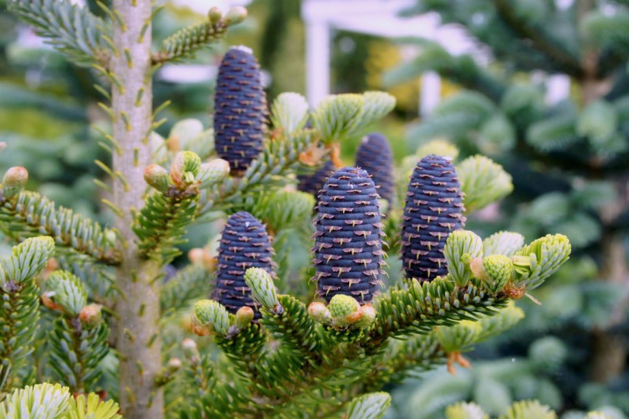 Abies Koreana