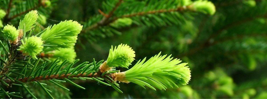 Голубая ель обои