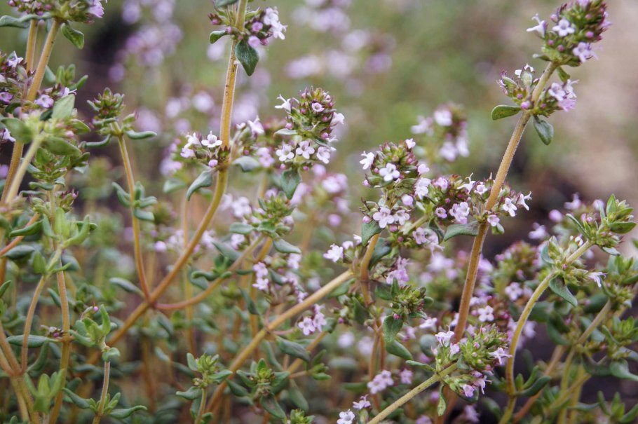 Чабрец тимьян обыкновенный