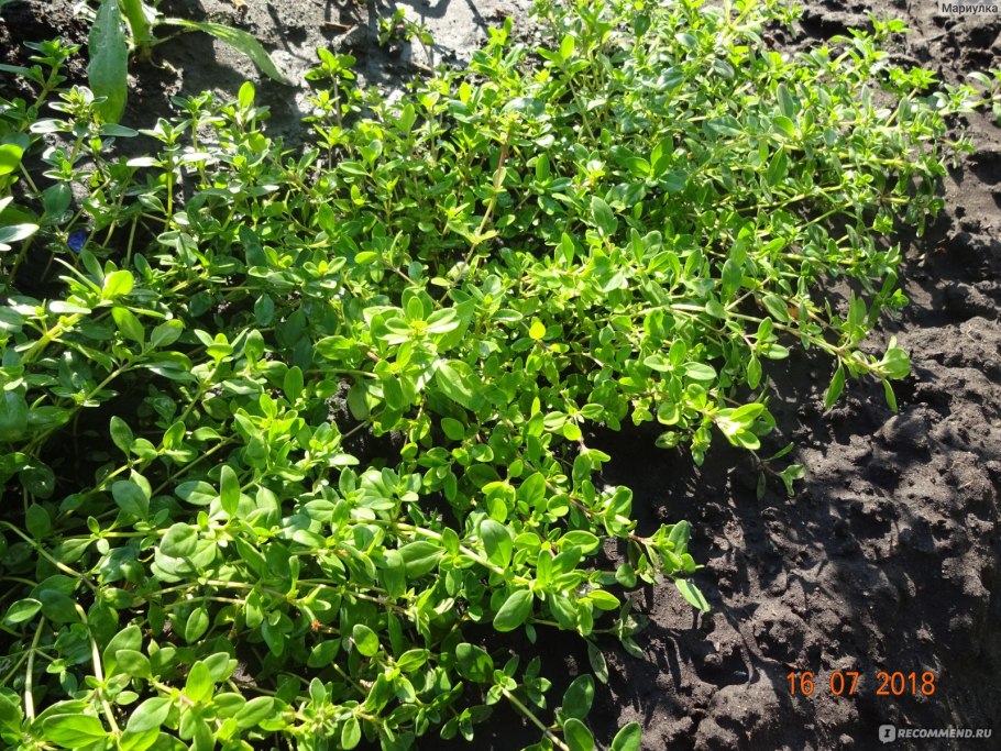 Тимьян обыкновенный Фредо