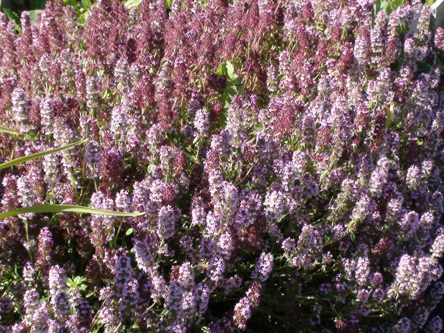 Тимьян (чабрец) Колхида