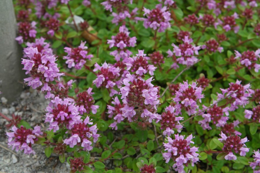 Тимьян ползучий (Thymus serpyllum)