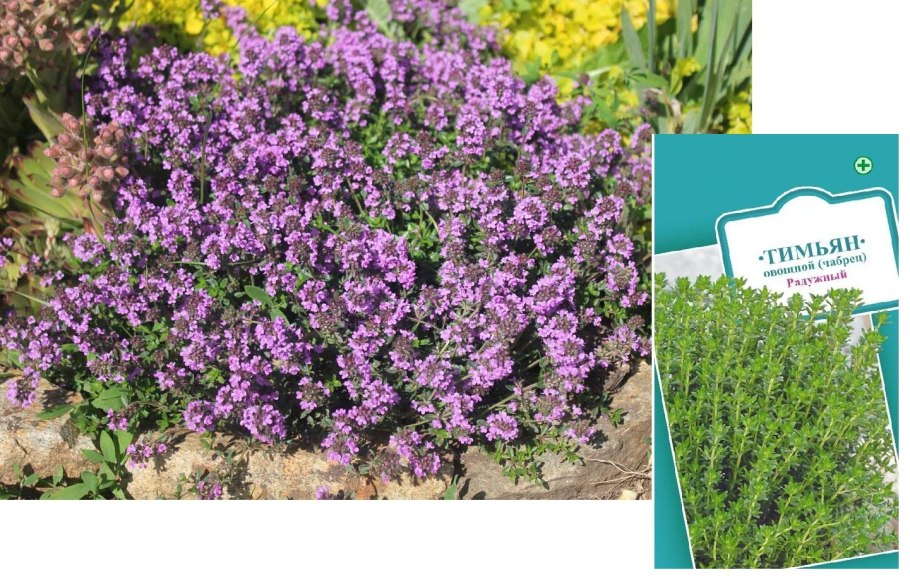 Тимьян блошиный Foxley Thymus pulegioides