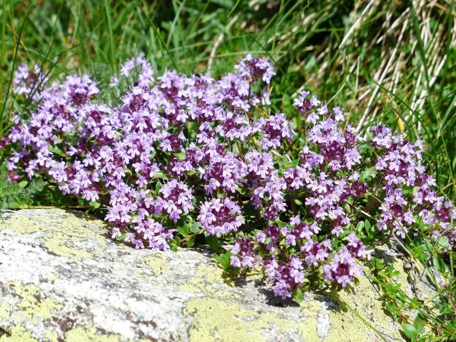 Тимьян обыкновенный Thymus vulgaris