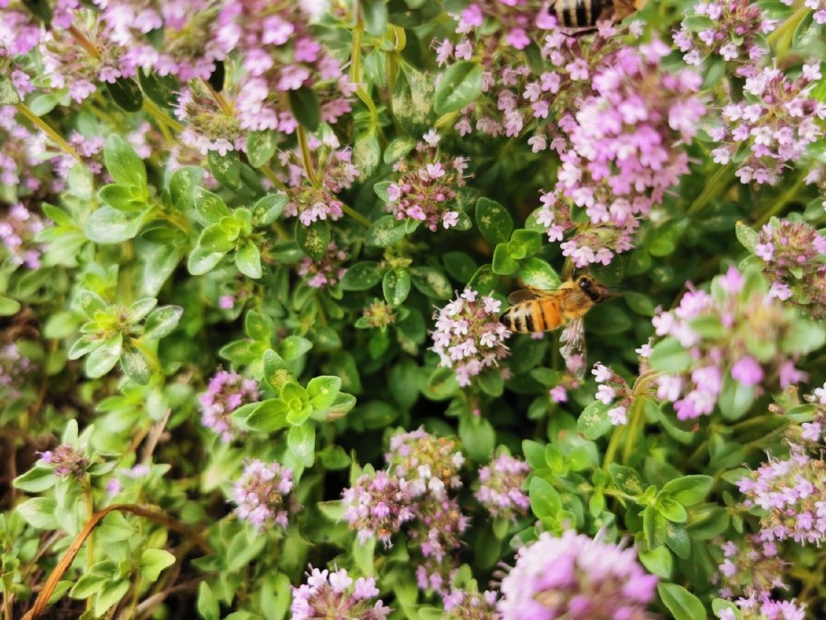 Пряные травы тимьян