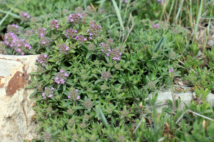 Тимьян блошницевидный (Thymus pulegioides) (Pink-Purple)