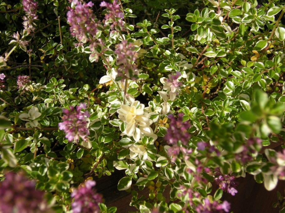 Тимьян 'sparkling Bright