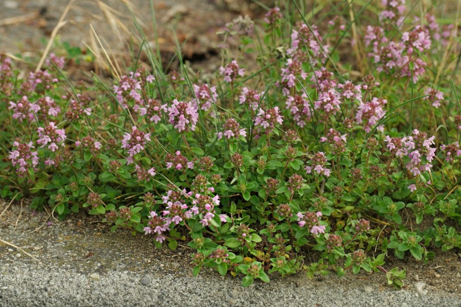 Клапан электропневматический 638м.101.а63s04.PS