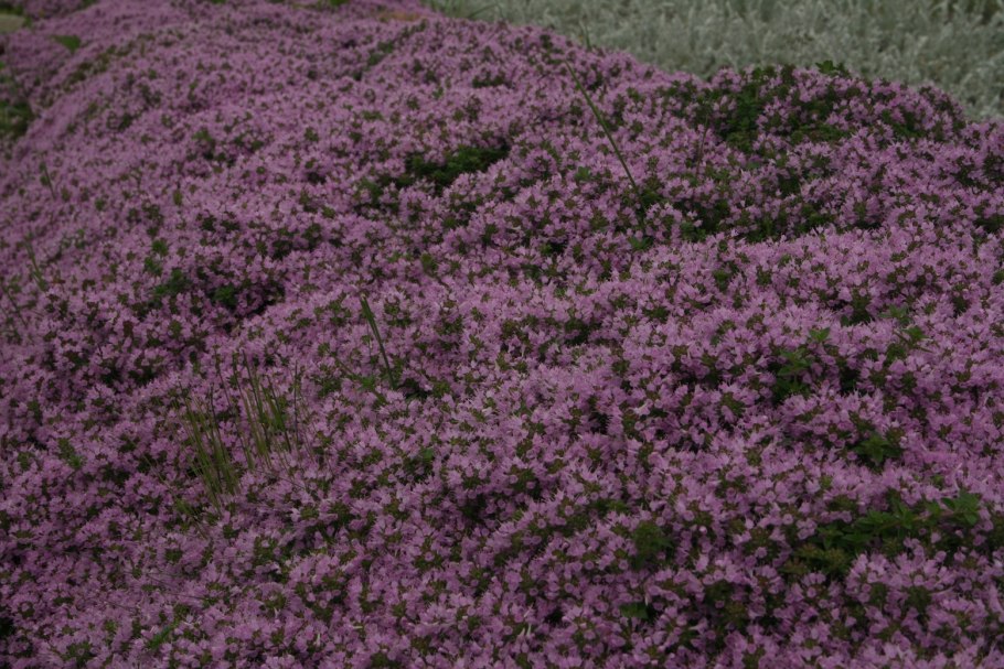 Тимьян Doone Valley