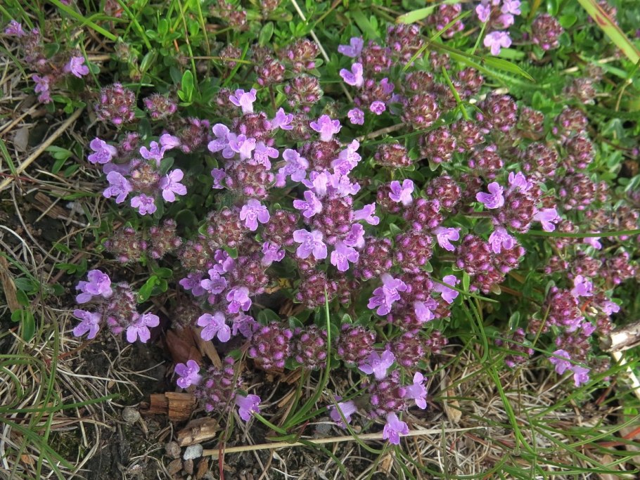 Heinz тимьян розмарин