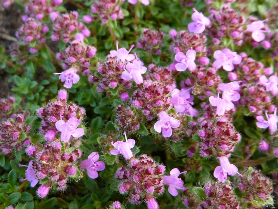 Тимьян ползучий (Thymus serpyllum) сиреневый
