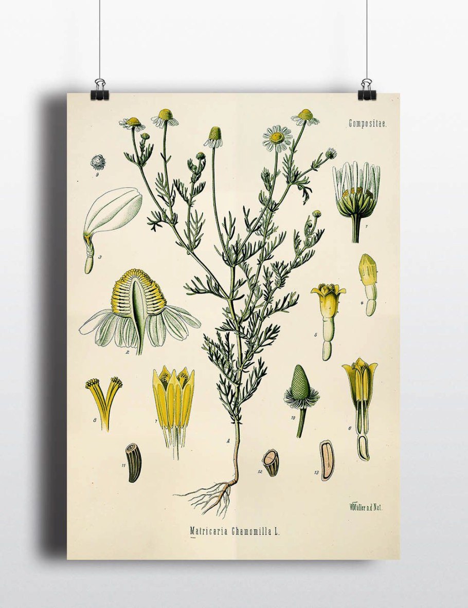 Ромашка аптечная эскиз