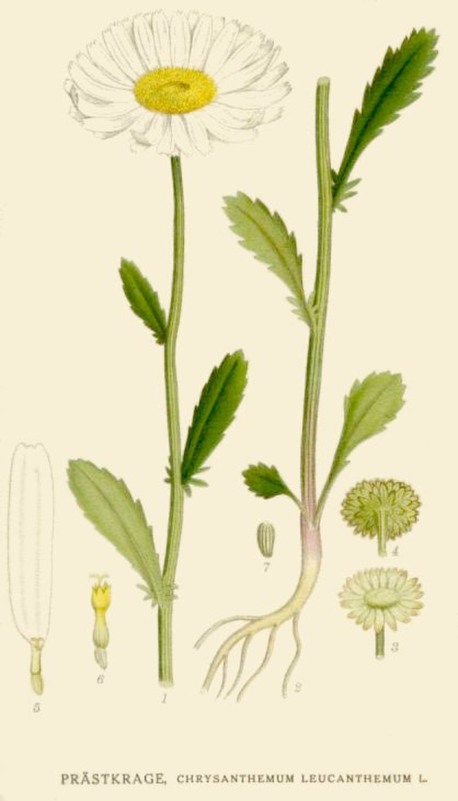 Цветок матрикария Хамомилла