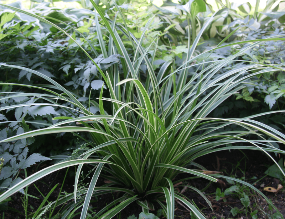 Осока Моррова