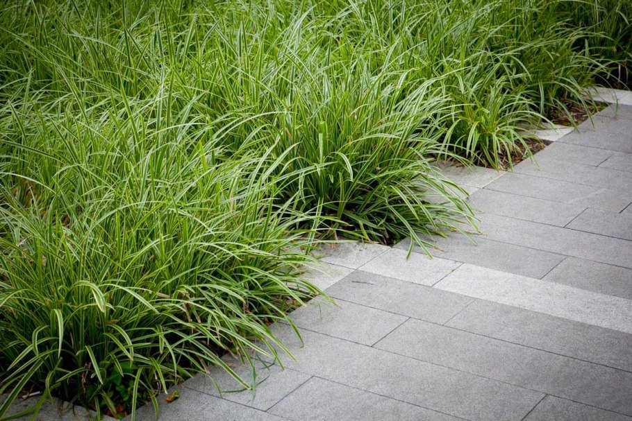 Осока Моррова