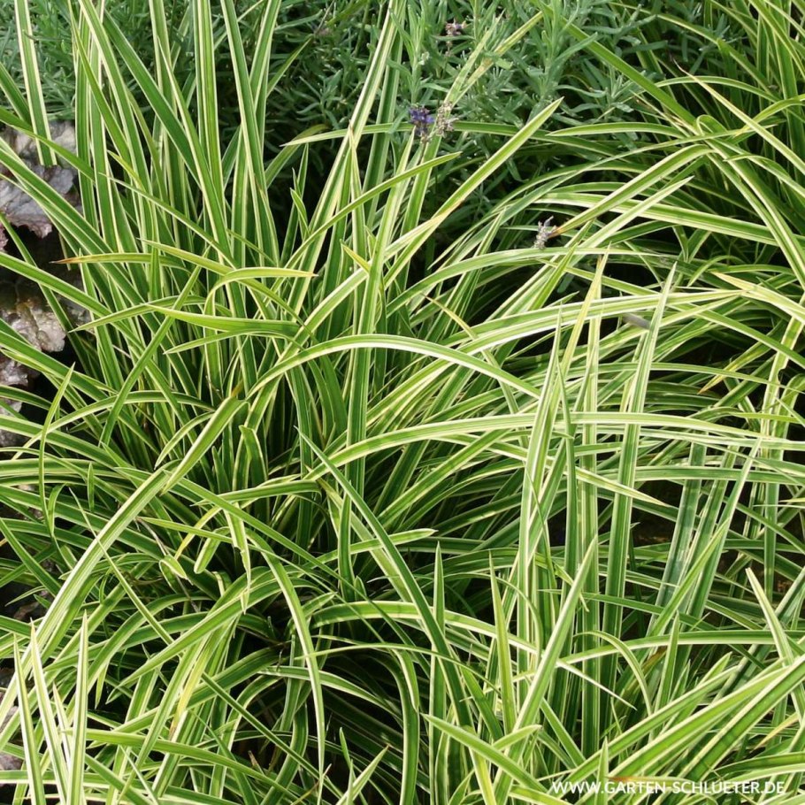 Осока Моравская Вариегата